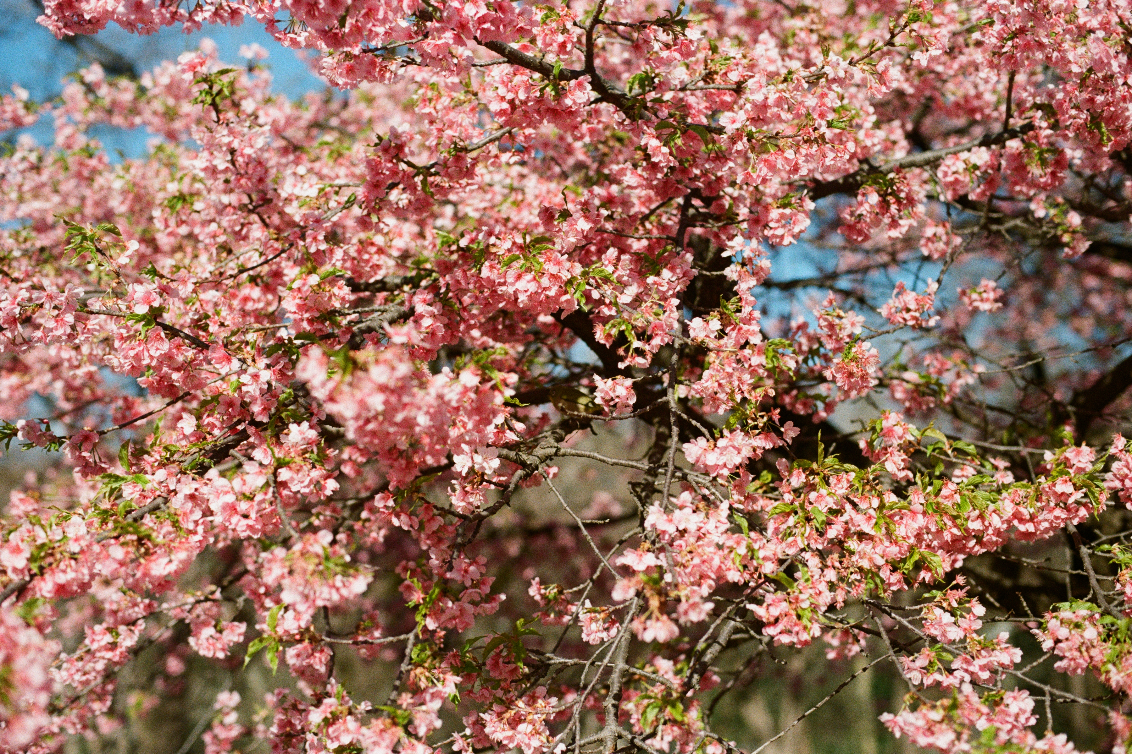Sakura blossoms representing growth and care